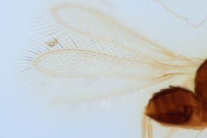 brevior Htype 0-2.jpg