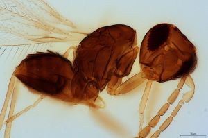 brevior Htype 0-4.jpg