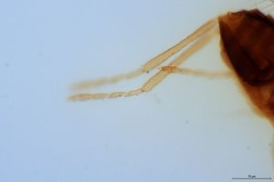 brevior Htype 0-6.jpg