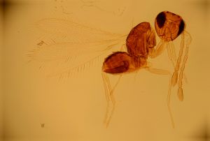 brevior Htype 10.jpg