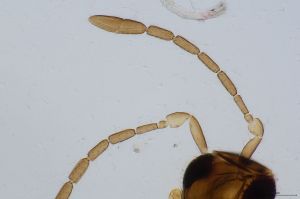 calvescens Ltype 0-1.jpg