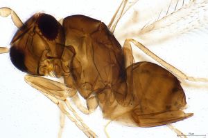 calvescens Ltype 0-2.jpg