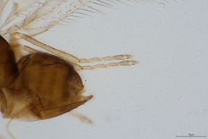 calvescens Ltype 0-3.jpg