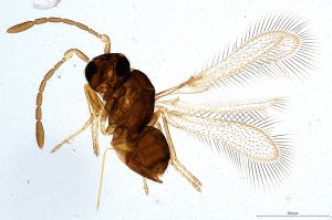 calvescens Ltype 0.jpg