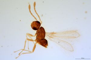 exigua  Soyka Htype 0.jpg