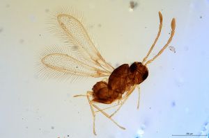 exiguosimilis  Soyka Htype 0.jpg