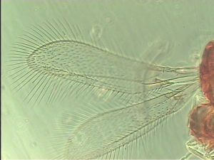 exiguosimilis Htype 1.jpg