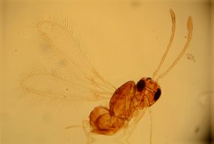 exiguosimilis Htype 11.jpg