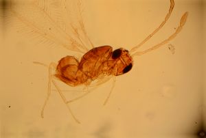 exiguosimilis Htype 12.jpg