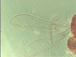 exiguosimilis Htype 2.jpg