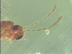 exiguosimilis Htype 3.jpg