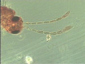 exiguosimilis Htype 4.jpg