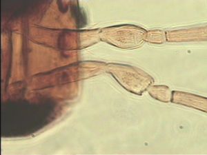 exiguosimilis Htype 5.jpg