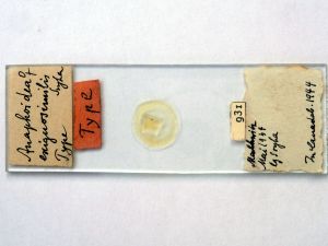 exiguosimilis Htype s.JPG