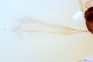 flavicornis Htype 0-2.jpg