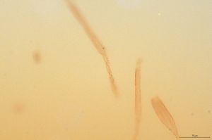 flavicornis Htype 0-3.jpg