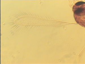 flavicornis Htype 1.jpg