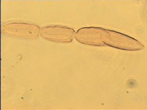 flavicornis Htype 10.jpg