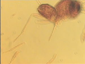 flavicornis Htype 11.jpg