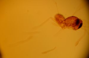 flavicornis Htype 12.jpg