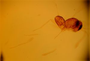 flavicornis Htype 13.jpg