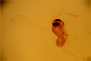 flavicornis Htype 14.jpg