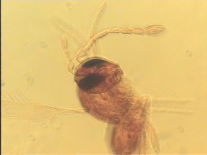 flavicornis Htype 4.jpg