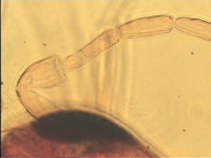 flavicornis Htype 5.jpg