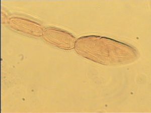 flavicornis Htype 7.jpg