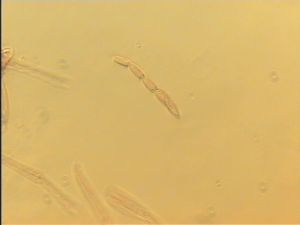 flavicornis Htype 8.jpg