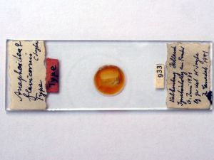 flavicornis Htype s.JPG