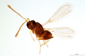 neobrevior  silesicus Htype 0.jpg