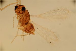 neobrevior Htype 10.jpg