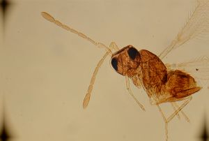 neobrevior Htype 11.jpg