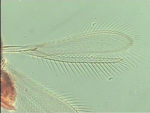 neobrevior Htype 3.jpg