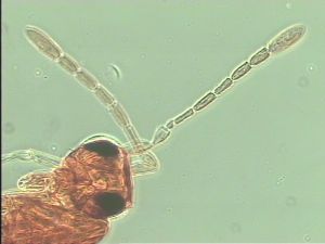 neobrevior Htype 4.jpg