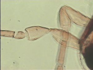 neobrevior Htype 5.jpg