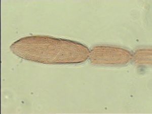 neobrevior Htype 9.jpg