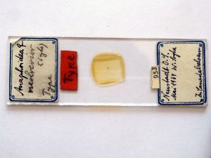 neobrevior Htype s.JPG