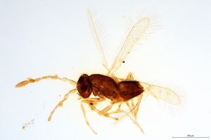 obsoleta  Soyka Htype 0.jpg