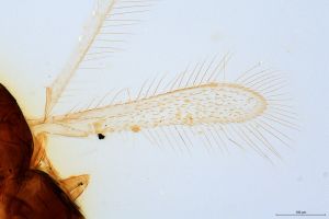 obsoleta Htype 0-1.jpg