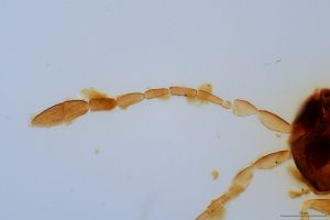 obsoleta Htype 0-2.jpg