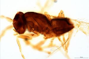 obsoleta Htype 0-3.jpg