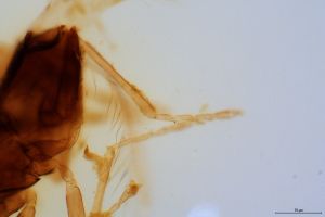 obsoleta Htype 0-4.jpg