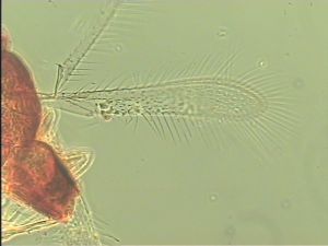 obsoleta Htype 1.jpg