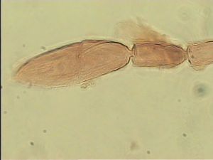 obsoleta Htype 10.jpg