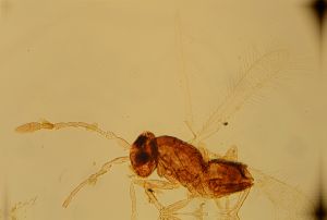 obsoleta Htype 12.jpg