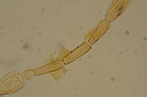 obsoleta Htype 14.jpg