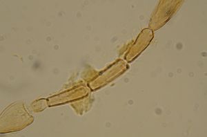 obsoleta Htype 15.jpg