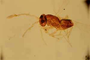 obsoleta Htype 18.jpg